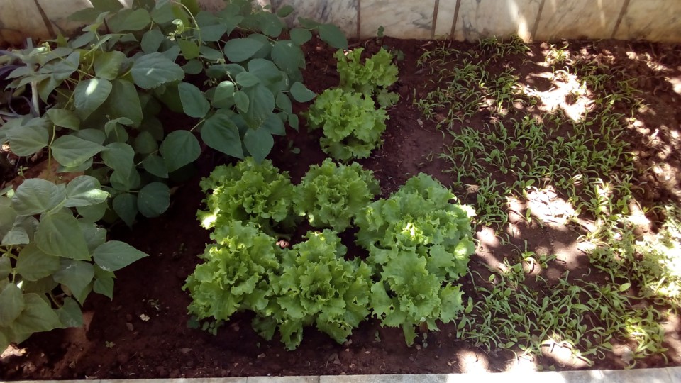 IMG_20200621_115244.jpg IMG_20200621_115244.jpg