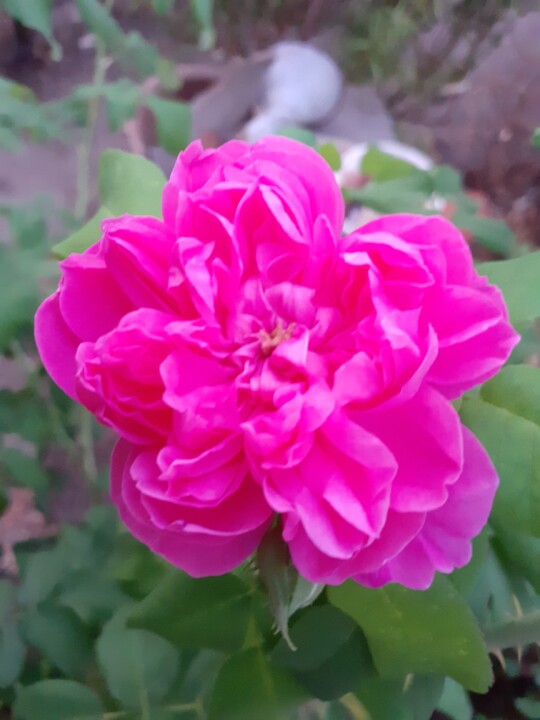 Rosa de Cheiro. Foto Original. 2022.08.28.jpg