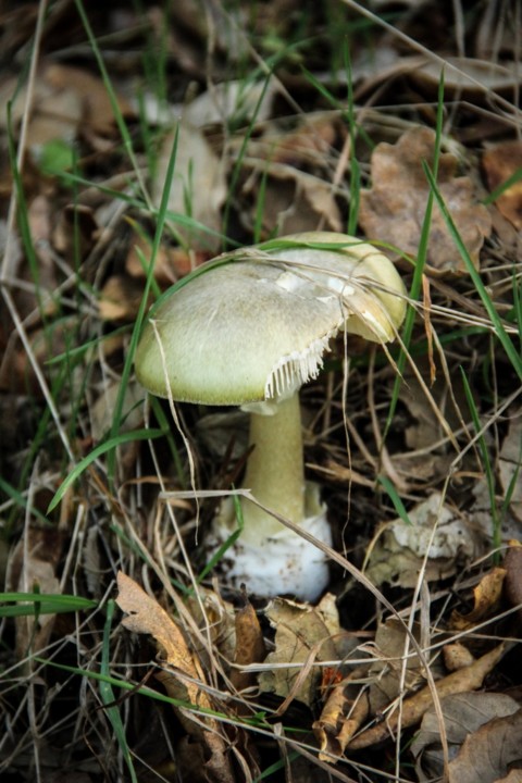 amanita phalloides 2.jpg amanita phalloides 2.jpg
