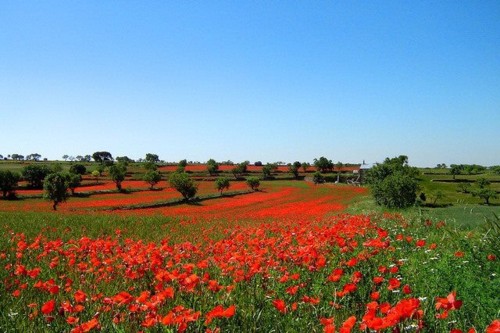 Campo de papoilas- Alentejo.jpg