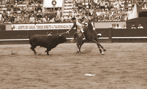 2Toiro TPamplona.JPG