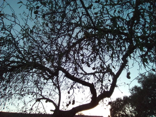 Original DAPL. Amendoeira Verão. 2017.jpg