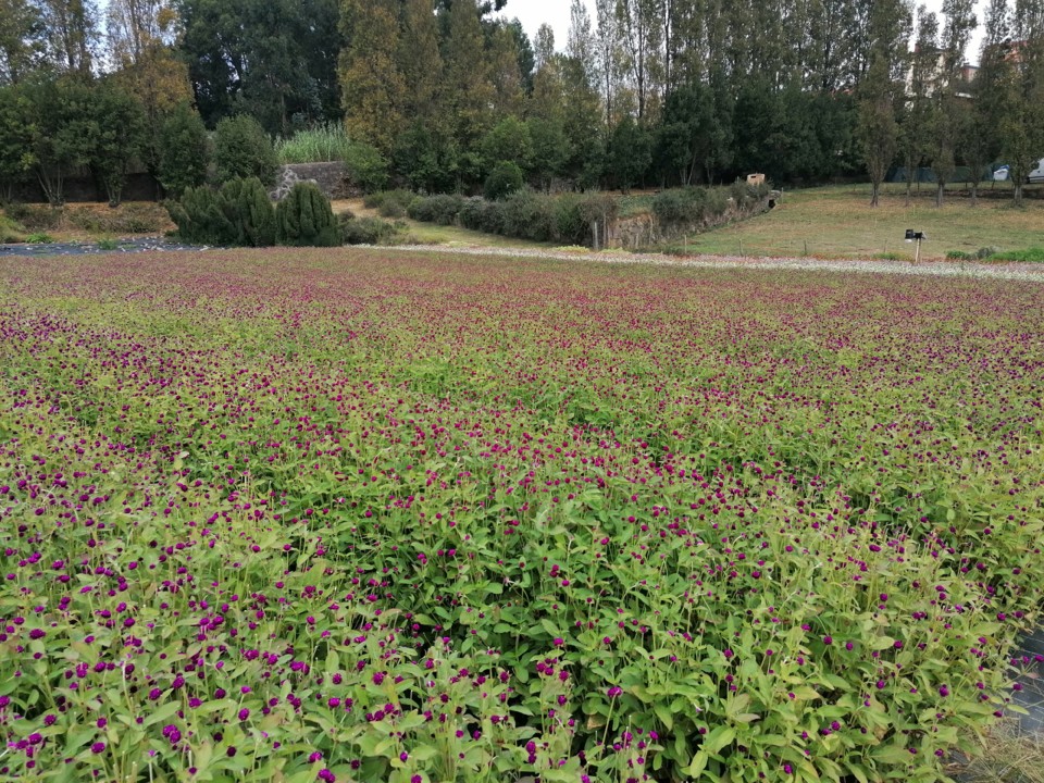 IMG_20200912_144447.jpg IMG_20200912_144447.jpg