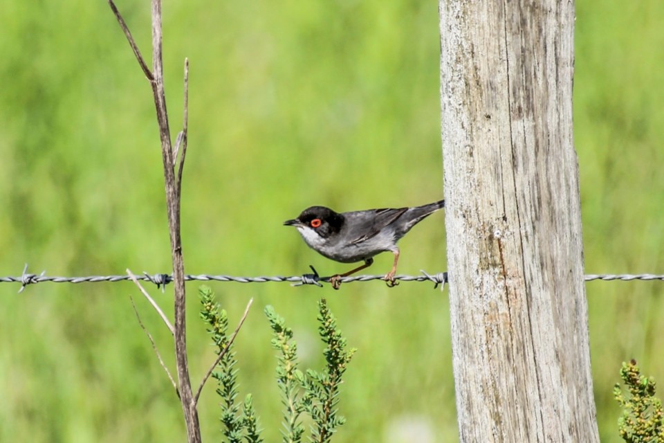 sylvia melanocephala 2 a.jpg