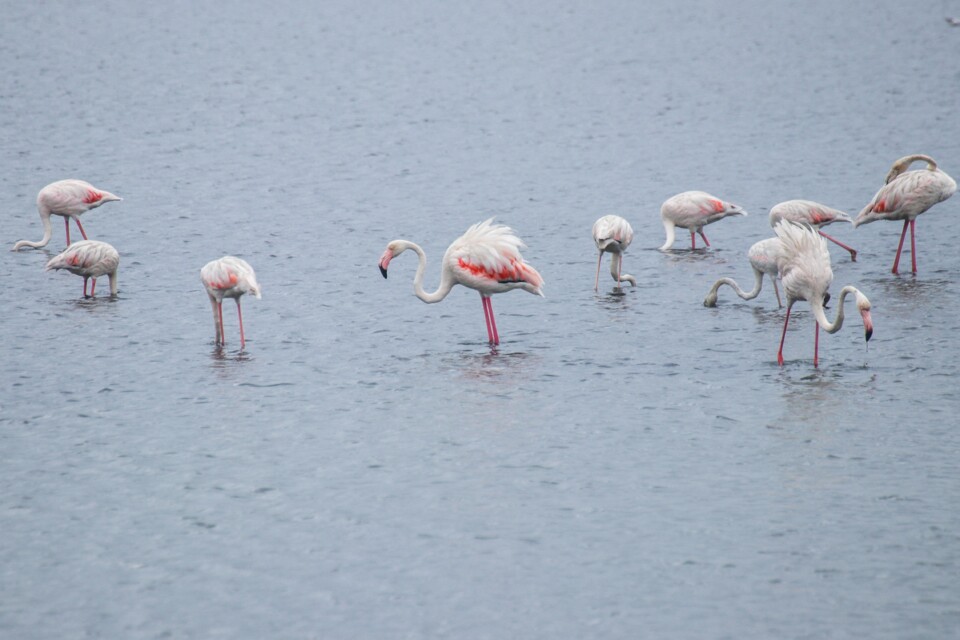 flamingo-comum 2.jpg