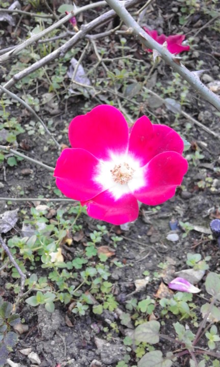 Rosa singela. Foto Original. 2020. 01. jpg