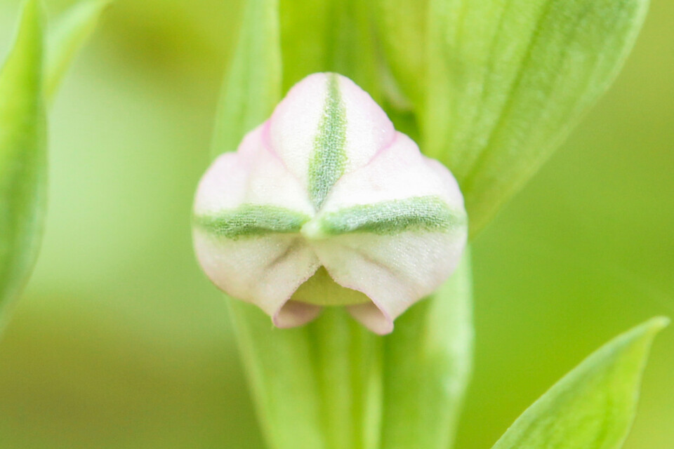 flor dos passarinhos 5.jpg