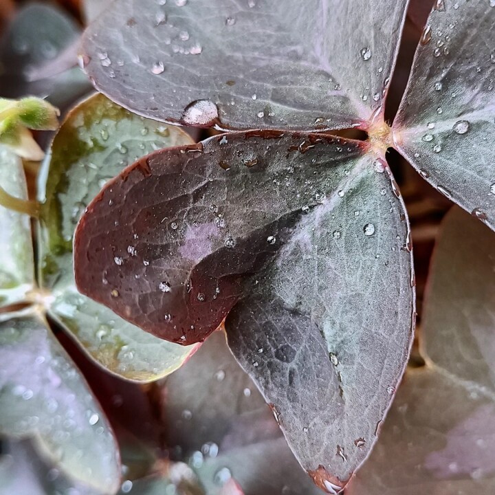 516532271_9983149315117890_8766377776940989534_n.j