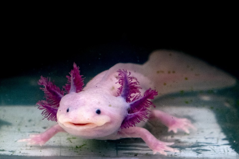 axolotl-mexican-salamander-portrait-underwater-112