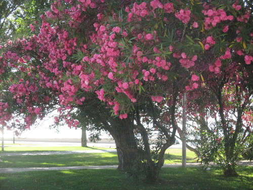 a1 de agosto 001.JPG