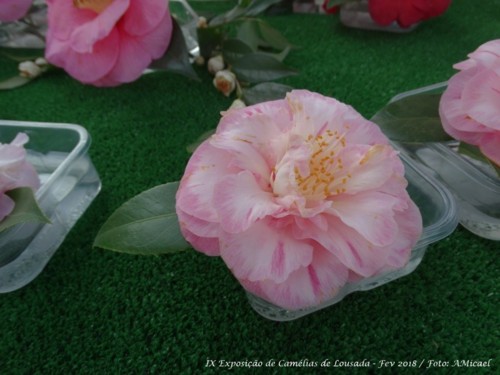 7 - IX Exposição Camélias - Lousada Fev 2018 - 