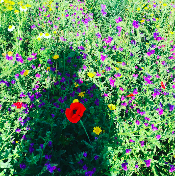 jamor.jpeg.png jamor.jpeg.png