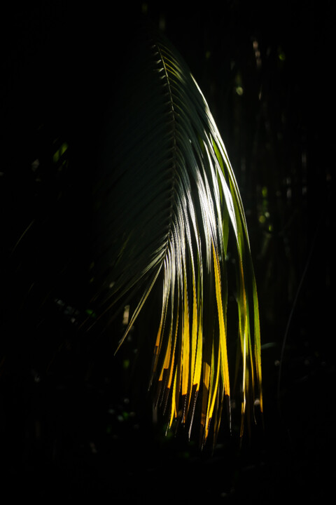 estufa fria dezembro 14.jpg