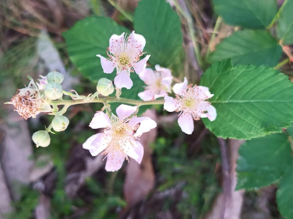 Não me canso disto flor.jpg