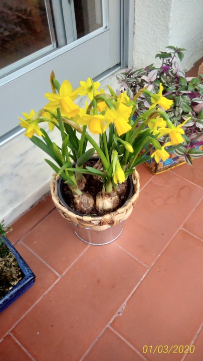 Narcisos.jpg