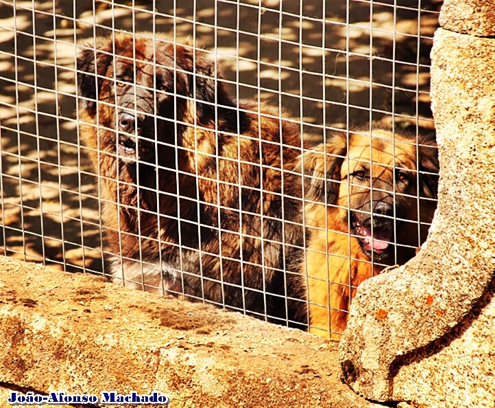 CÃES GUARDA.JPG