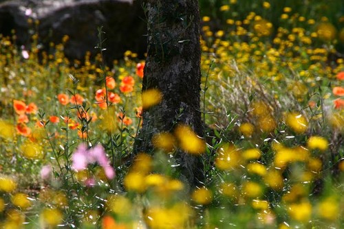 6fffcede-d239-45e6-a3b7-40595ebba485.jpg 6fffcede-d239-45e6-a3b7-40595ebba485.jpg