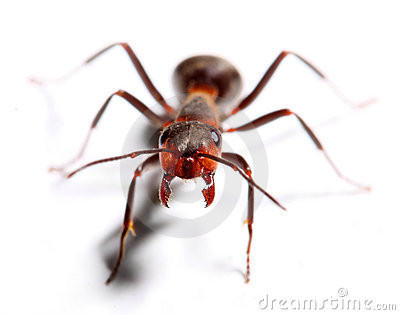 attacking-big-red-ant-13701528.jpg