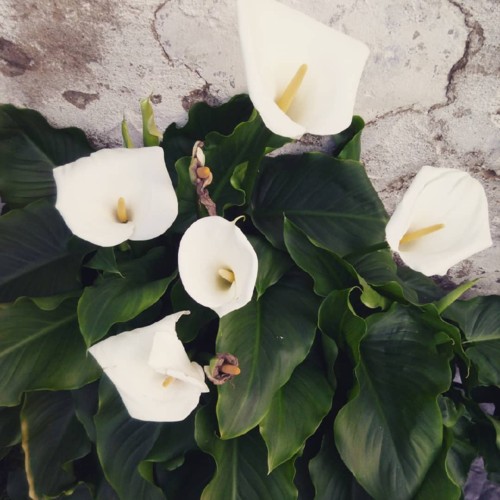 29095626_351844158646860_2121635658639343616_n(1).