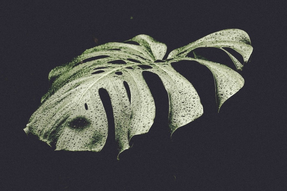 Monstera delicosa 9.jpg