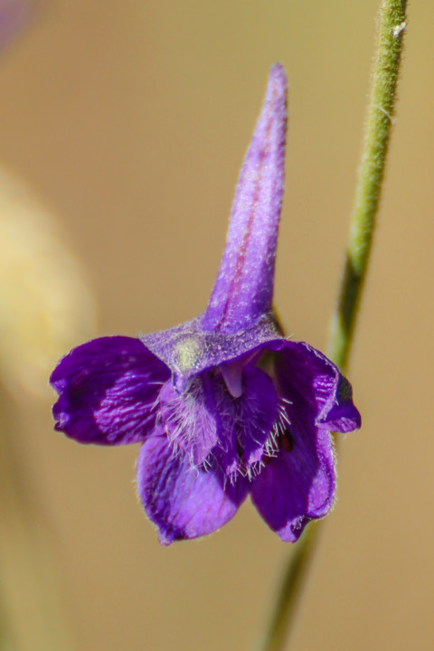 delphinium pentagynum 14.jpg