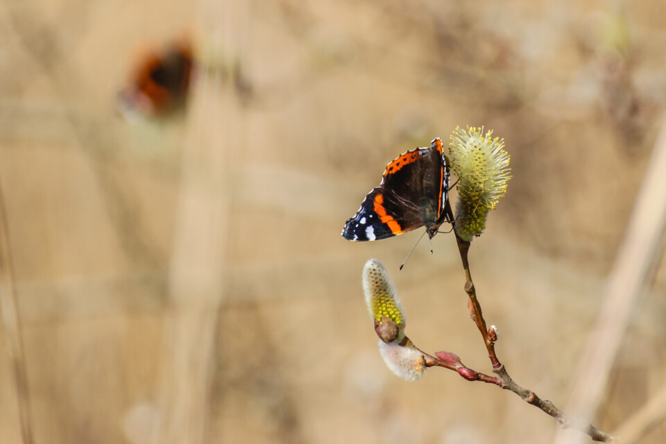 vanessa atalanta 5.jpg