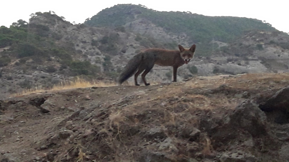 Raposa_Camin Del Rey.jpg