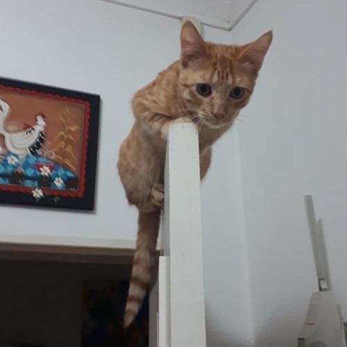 49517107_1783250375120241_5960555931216379904_n.jp