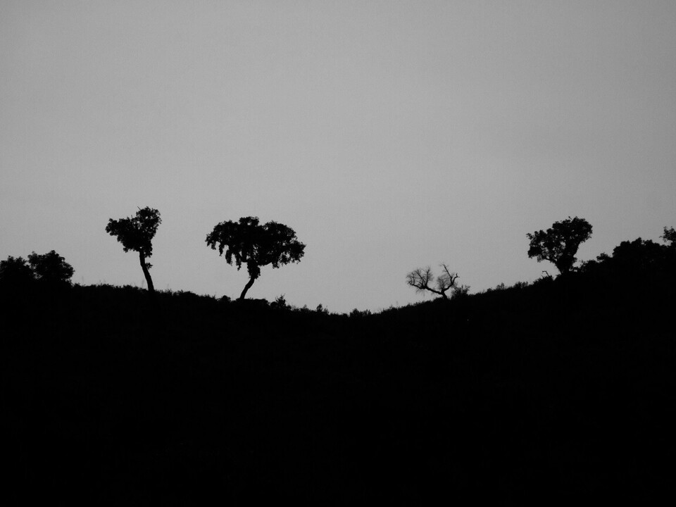 Imagem gentilmente cedida pelo Fotografo X