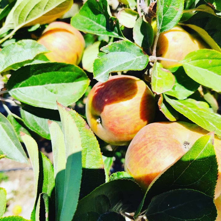 208918292_2069692486503835_8629087129750488603_n.j