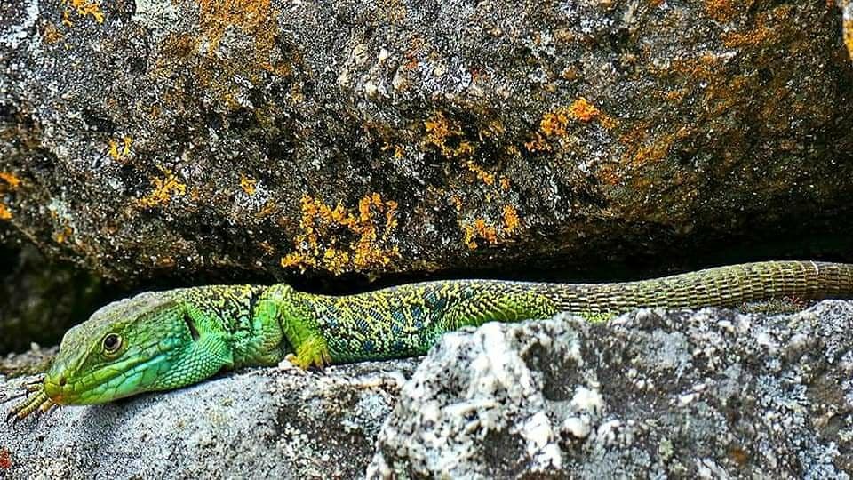 121528646_10218604108829019_7013329110828313295_n.