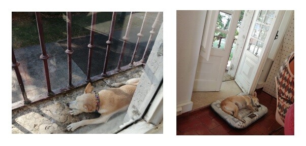 Aveia RL - Agosto.jpg