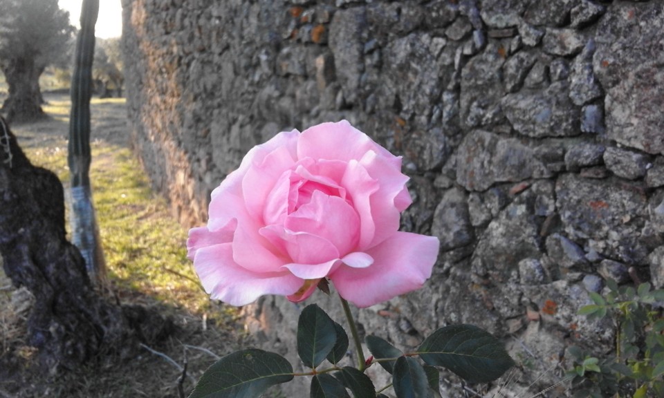 Rosa rosa. Foto Original. 2020.10. jpg