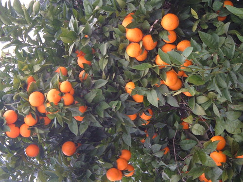 laranjeira.jpg