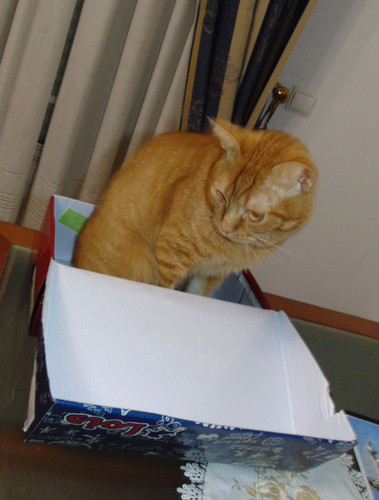 gato-na-caixa.JPG