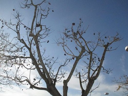 12963784_10207318127930055_4205628170953778328_n.j