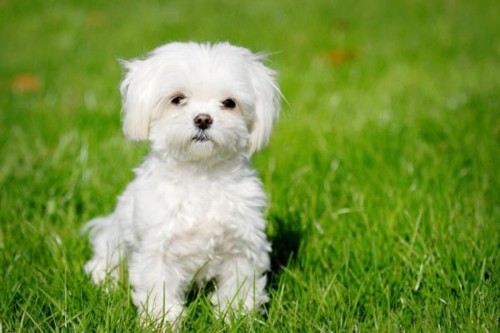 Bichon maltês Bichon maltês