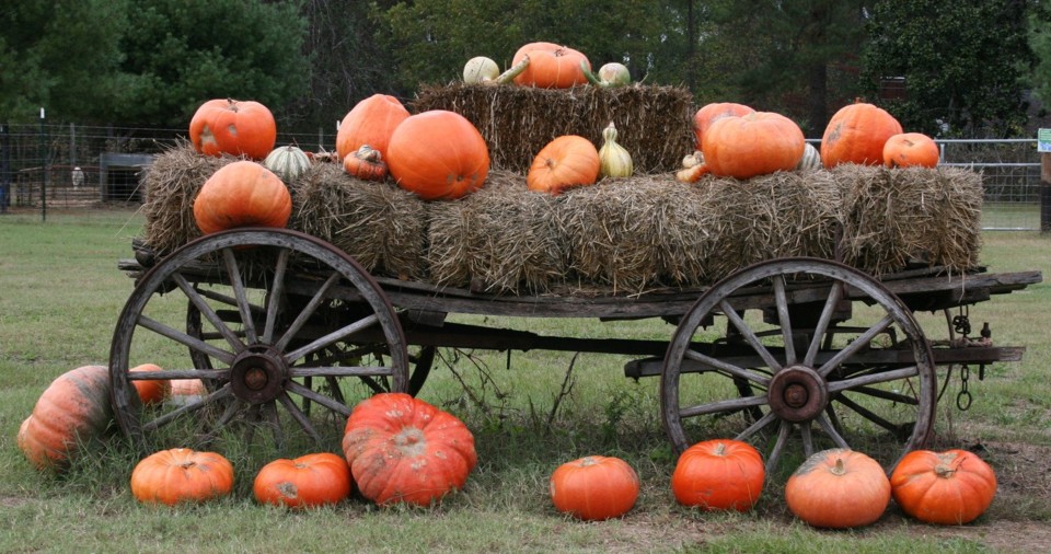pumpkin-wagon-1361404.jpg
