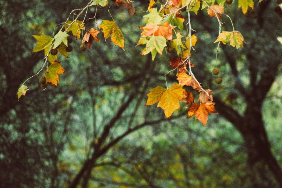 outono_quinta_das_conchas 14.jpg