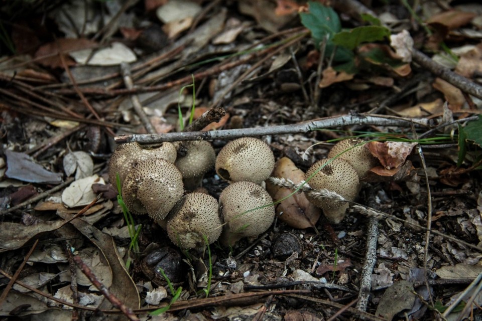 lycoperdon perlatum 6.jpg