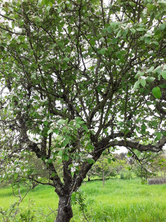 Marmeleiro. Foto Original. 2021. 04.jpg