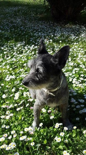 17951722_10208787903323584_3319067675659542897_n.j