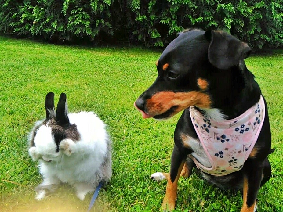 Voo pelo mundo...Maggie e Fluffy.jpeg