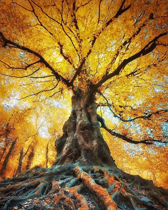 balrath woods irlanda (2).jpg