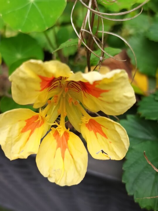 Não me canso disto flor1.jpg