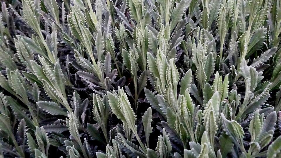 17264377_10212629620279695_6118765070212758660_n.j