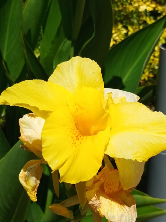 Não me canso disto flores.jpg