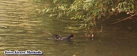 GALINHA DE ÁGUA.JPG