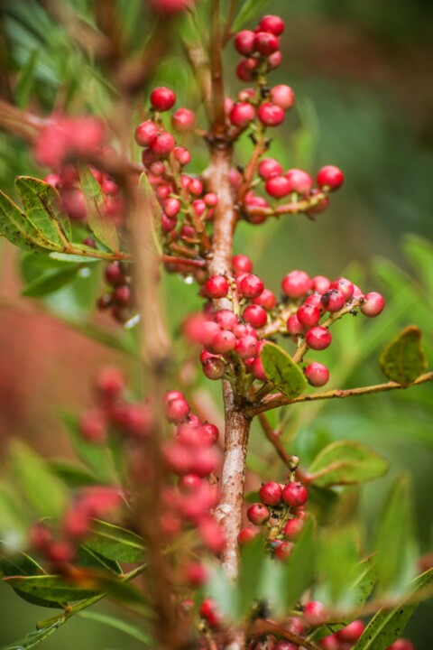 praia grande 13 a.jpg