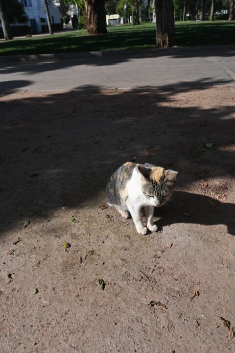 Não me canso disto gato6.JPG